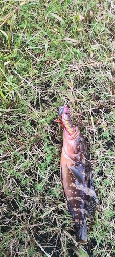 アコウの釣果