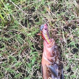 アコウ
