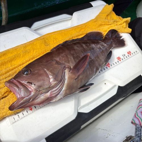 マハタの釣果