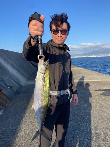 サゴシの釣果
