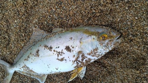 シオの釣果