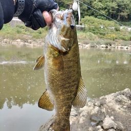 スモールマウスバス