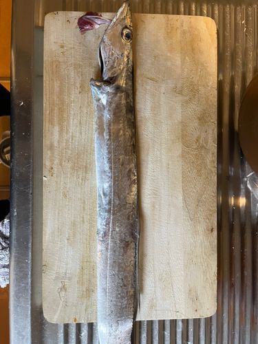 タチウオの釣果