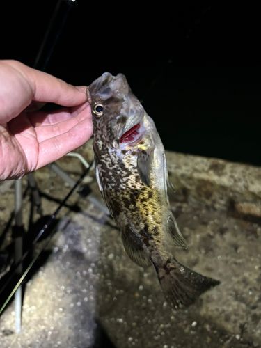 クロソイの釣果