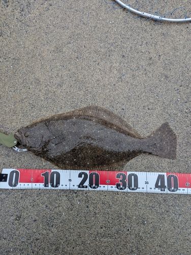 ヒラメの釣果