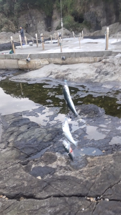 サバの釣果