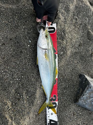 ワカシの釣果