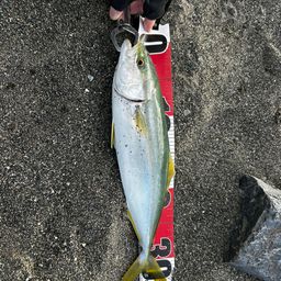 ワカシ