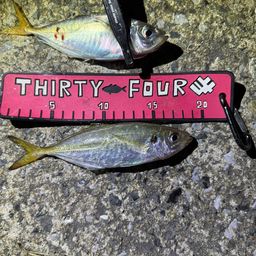 がっきー11 さんの 2025年10月17日のアジの釣り・釣果情報(福岡