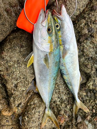 ヤズの釣果