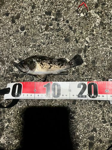 クロソイの釣果