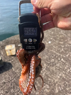タコの釣果