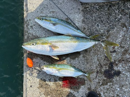 ブリの釣果