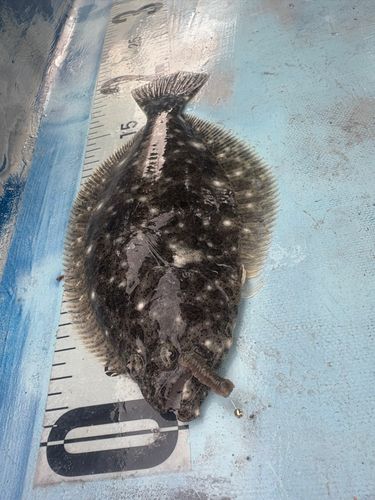 ヒラメの釣果