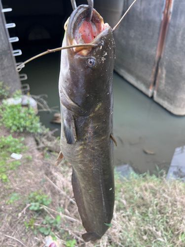 ナマズの釣果