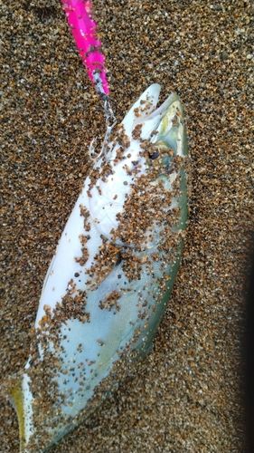 ツバスの釣果