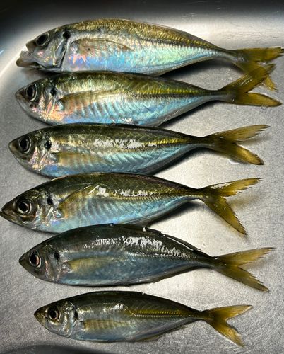 アジの釣果