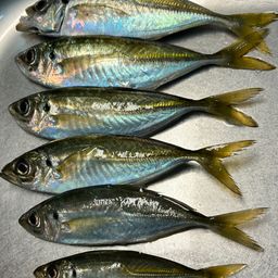 アジ