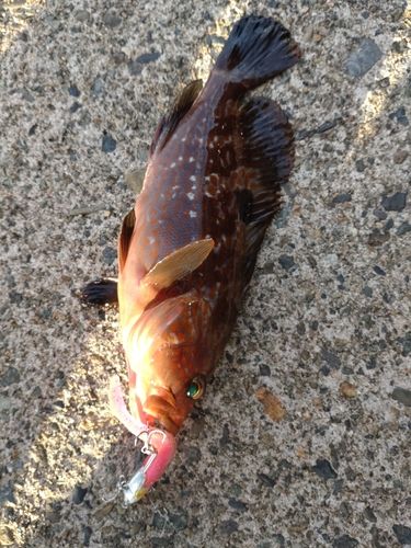 アコウの釣果