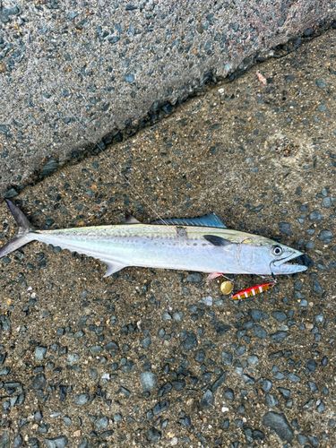 サゴシの釣果