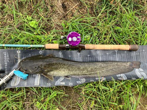 ナマズの釣果