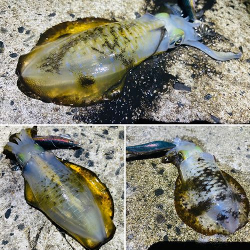 アオリイカの釣果