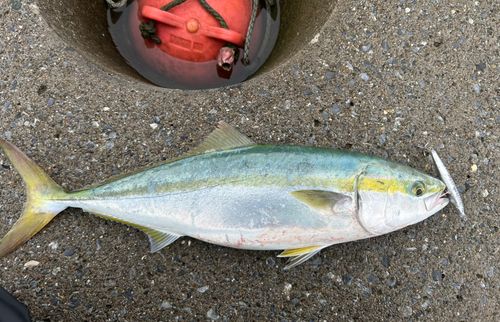 イナダの釣果