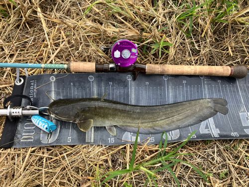 ナマズの釣果