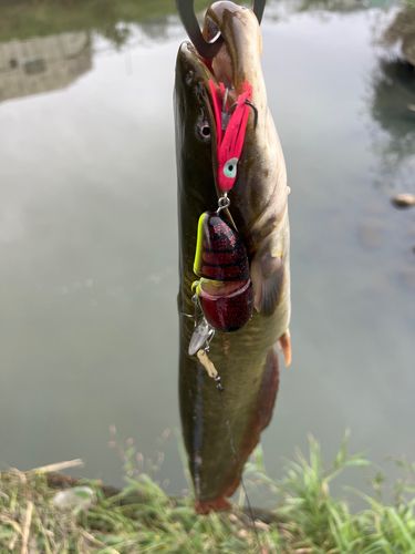 ナマズの釣果