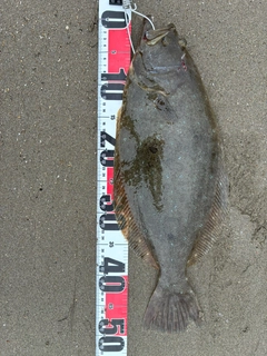 ヒラメの釣果