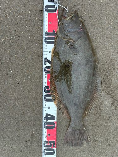 ヒラメの釣果