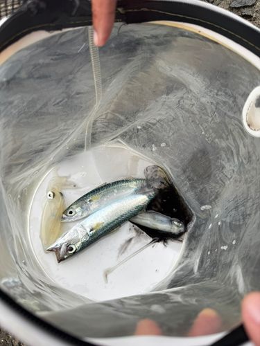 マメイカの釣果