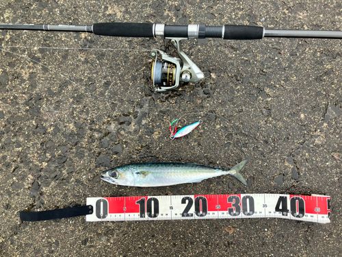 サバの釣果