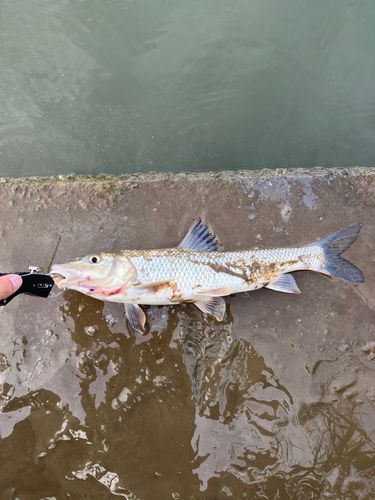 ニゴイの釣果