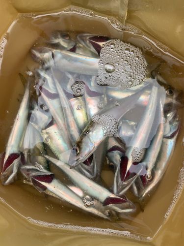 マサバの釣果