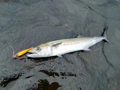 サゴシの釣果
