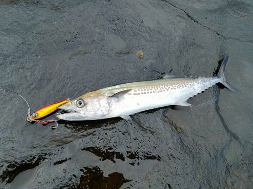 サゴシの釣果