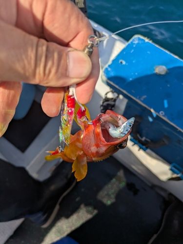 アカハタの釣果