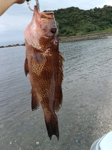 オオモンハタの釣果