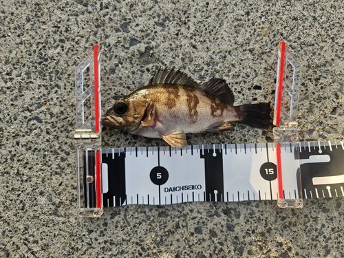 シロメバルの釣果