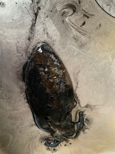 コウイカの釣果