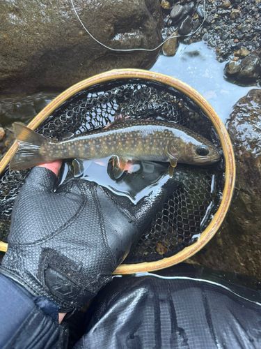 イワナの釣果