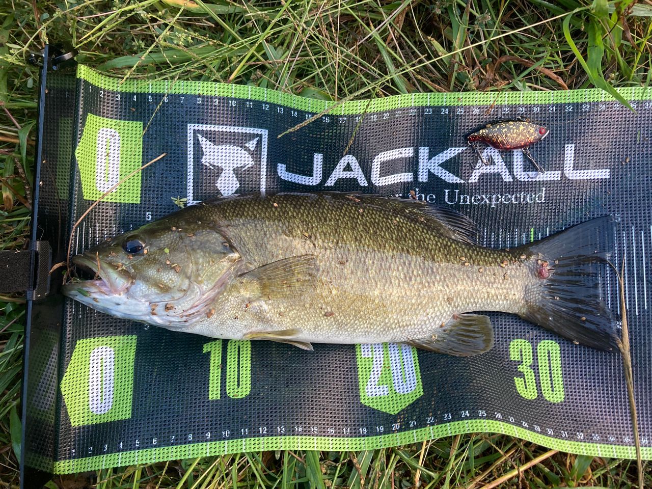 スモールマウスバス