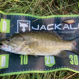 スモールマウスバス