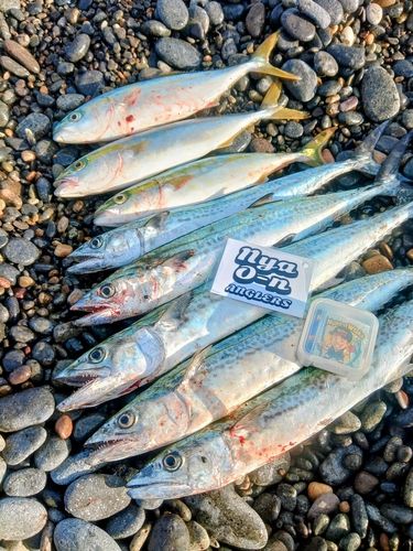 コゾクラの釣果