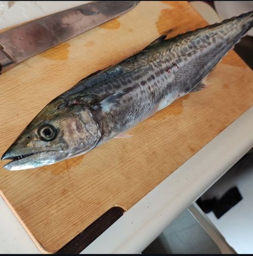 サゴシの釣果