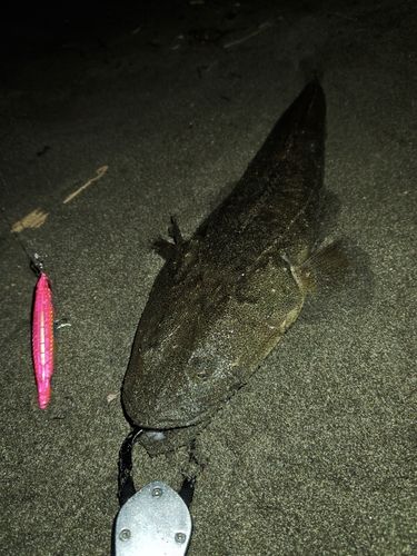 マゴチの釣果