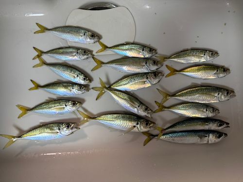 アジの釣果