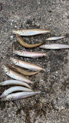 キスの釣果