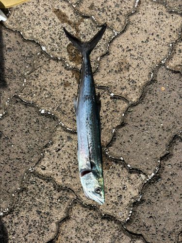 サゴシの釣果